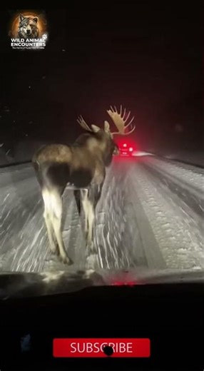 Moose Collision Near Miss - Trans-Canada Highway