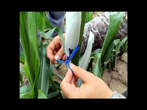 Webinar: Corn Hand-Pollination