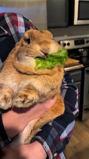 Rabbit Facts That Sound Completely Fake 🐰😲