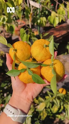 19K views · 173 reactions |  In my yuzu era  'Trying fresh...