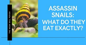 Assassin Snails: What Do They Eat Exactly?