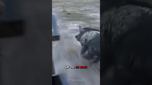 How to survive a wild boar encounter in the wilderness