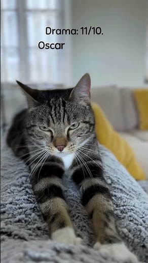 Why More Pet Parents Are Choosing Water Over Fire