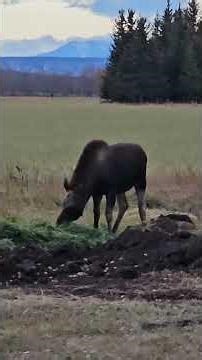 classy Canadian moose listening to classified Oh Canada. #moose #ohcanada