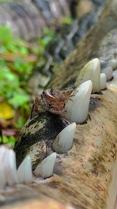 62K views · 518 reactions | Crocodile vs Anole‼️ #gatorland #crocodile #florida | Savannah Boan | Facebook