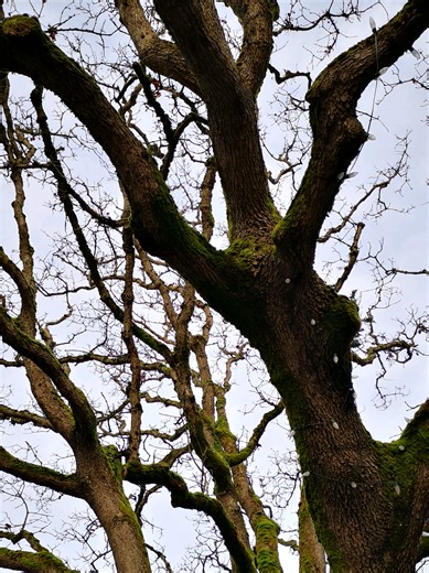 Subversive Smurf (@subversivesmurf)’s videos with original sound - Subversive Smurf