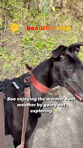2.4K views · 476 reactions | Boo being her normal nosy self, exploring and looking at everyone and everything. Boo is a fun loving girl who will definitely bring a smile to your face with her sunny disposition. https://www.kentgreyhoundrescue.com/dogs/boo/ #kentgreyhoundrescue #greyhoundlife #greyhoundlove #adoptdontshop #greyhoundsmakegreytpets #rescuednotretired | Kent Greyhound Rescue | Facebook