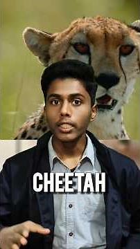 From Extinction to Return: The Real Story of Cheetahs in India |#cheetah