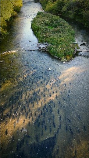 Incredible Salmon Jumping the Ladder – Port Hope, Ontario