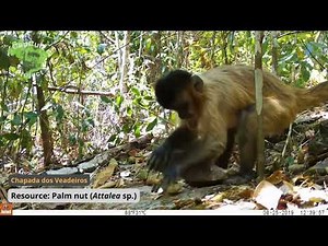 Capuchin monkeys nut-cracking at Chapada dos Veadeiros and Ubajara National Parks