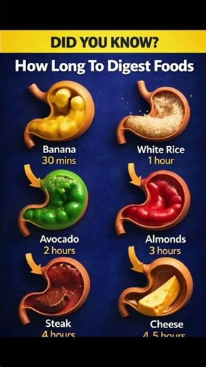 Did You Know? How Long Different Foods Stay in Your Stomach