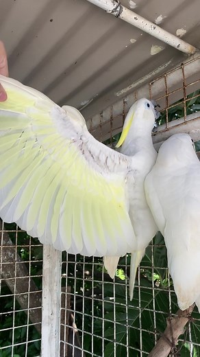 Sulphur Triton and Umbrella Cockatoo in the Philippines