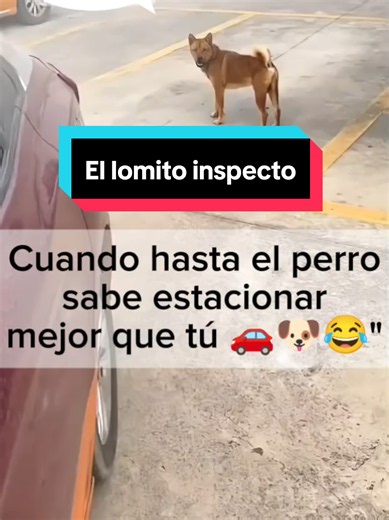 El Lomito Inspector: Juicio Canino por un Cajón Ocupado