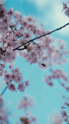 2026佐保川櫻散歩【nara,Japan】