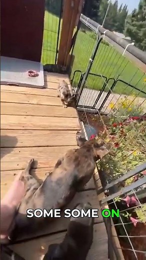 The Most Adorable French Bulldog Puppies