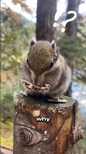 Why Do Squirrels Bury THOUSANDS of Acorns Every Year?