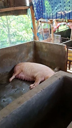 piglet feeding 😋 #pig #piggy #pigfeed