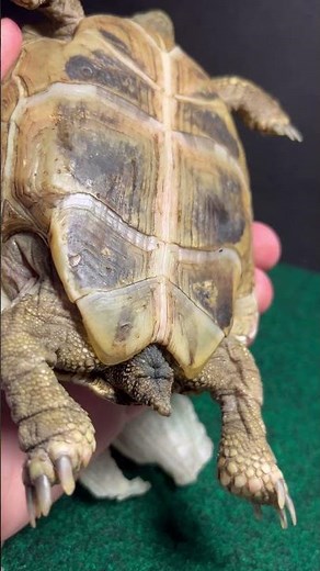 How to tell if your Tortoise is Male or Female