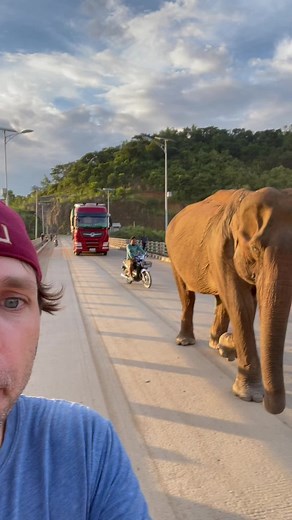 3.4K views · 154 reactions | Planting Peace rescued this elephant...