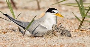 Least Tern Similar Species to, All About Birds, Cornell Lab of Ornithology
