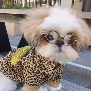 Funny Shih Tzu
