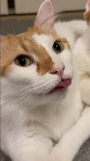 ベーしすぎな猫ww #猫 #cat #保護猫