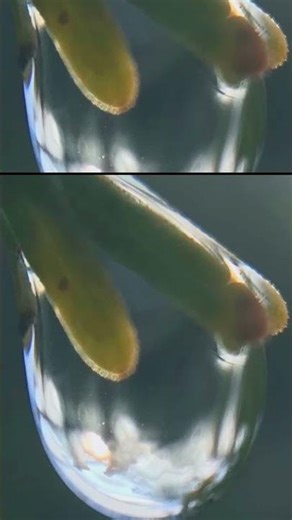 👀Raindrop on Mesquite Leaf Reflecting the Sky, Sun and Mountains👀