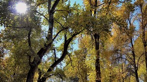 Trees, Leaves Falling, Autumn. Free Stock Video