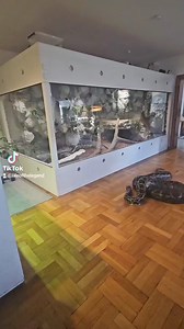 98K views · 768 reactions | #enclosure #tigerpython #burmesepython #reptilekeeper #amazing #terrariumbau #reptilesoftiktok #tiktok #tiktokgermany #python #snake #tooltime #work #exoticpets #wow #terrarium #viral #viraltiktok #foryou #4u #schlange #kiss #love #foryoupage #passion #exotic #fy #fypシ #fypage | Fabians Reptilienraum | Facebook