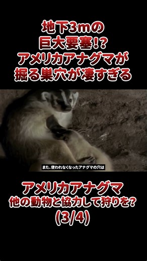 いきもの.com on Instagram: "地下3mの巨大要塞！？アメリカアナグマが掘る巣穴が凄すぎる アメリカアナグマの特徴と言えば、その名前から連想できる通り、穴を掘ること。 また他の動物と協力して狩りを行うこともあります。 今回はアメリカアナグマの生態や特徴について詳しく紹介します(3/4)。 ■アメリカアナグマの詳しい生態はこちら https://ikimonopedia.com/american-badger/ ■日本最大の動物図鑑「いきもの.com」を運営しています https://ikimonopedia.com/ いきもの.comは、世界各国さまざまな生き物をご紹介する日本最大のいきもの図鑑です。 それぞれの生き物について、生息地や食べるもの、その生き物ならではの特徴など、画像や動画と共に、他にはないほど詳しく解説しています。 ■YouTube https://www.youtube.com/channel/UCuqg83voscR-DhThcEEQfxw ■Instagram https://www.instagram.com/ikimonocom/ ■Tikto