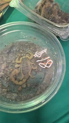 Emperor, Asian Forest, & Desert Hairy Scorpions + Tarantulas! 😁 ¡Escorpiones y Tarántulas