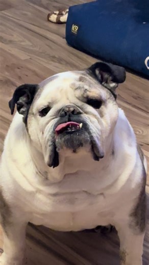 #englishbulldog #fyp #dogsoftiktok #dog #bulldog