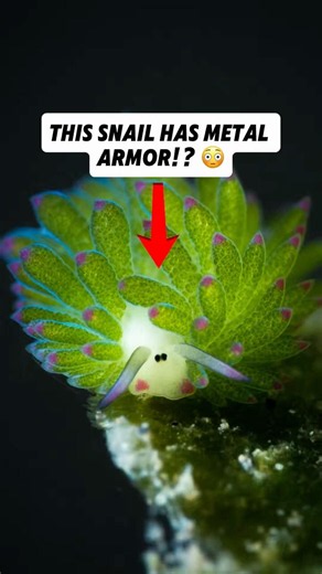 This snail is a LIVING TANK • #animals #facts #biology