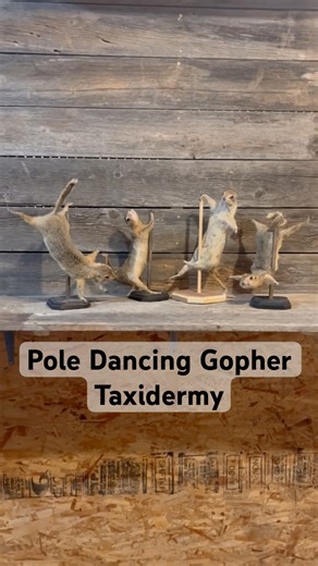 Pole Dancing Gopher Taxidermy