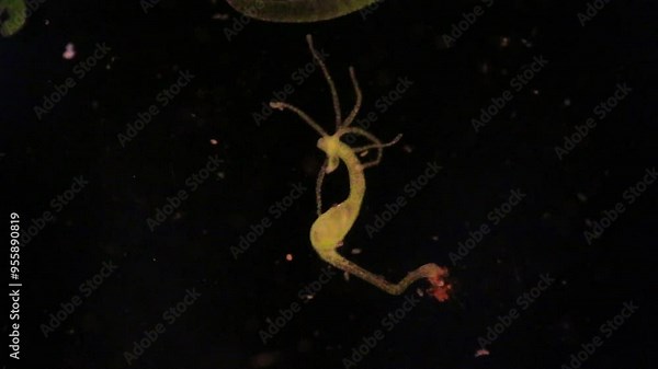 Hydra is a genus of small, fresh-water animals of the phylum Cnidaria and class Hydrozoa under the microscope for education.