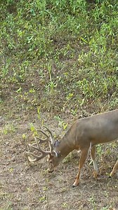 #tommirandasafaris | Tom Miranda Hunting Safaris