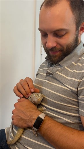 1.2M views · 31K reactions | Couple rescues neglected, skinny bearded dragon from Craigslist — and now he knows exactly when it's time for family breakfast at the table ❤️ We talked to Valeriya, who rescued him just in time, and she told us that Casper LOVES people — especially his dad! You can keep up with Casper on Instagram: thedo.do/hikinglizard. | The Dodo | Facebook