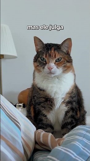 Meu gato não fala, mas ele julga