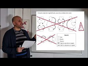Circulation sanguine Ce1d 2014 Question 7
