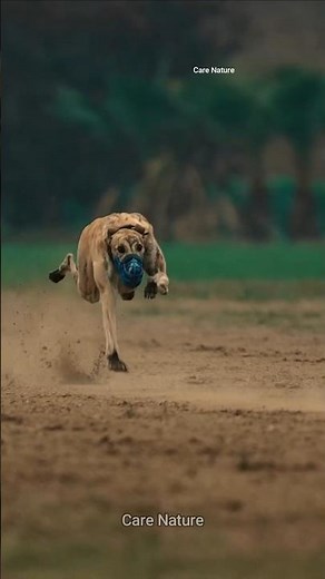 The aerodynamic genius of greyhounds #dogs #speed