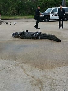 12-foot, 800-pound alligator caught at Texas shopping center