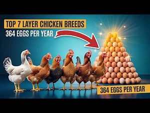 Top Egg Laying Chicken Breeds That Produce Nearly 365 Eggs Per Year!