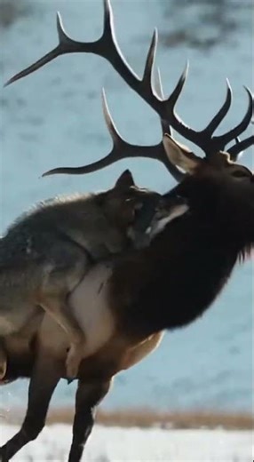 Wolf vs Elk 🐺💥🦌 Who Wins