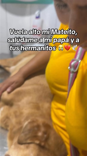 Por la madrugada Mateíto presentó mucha agitación en su respiración y estaba muy inquieto se puso muy ansioso por la mañana llevamos a Mateíto de emergencia a la veterinaria y después de tratar de estabilizarlo Mateíto no lo logró al parecer sus tumores hicieron metástasis en su pulmoncito y colapsaron, por más que le ponían el oxígeno no respondía y ahora ya no está más con nosotros😭😭😭Mateíto ya descansa en paz🙏🏼 Será cremado, a la calle de donde salió hace 2 años no volverá. Si deseas apo