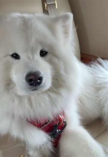 Flying with Pets: The K9 JETS Experience