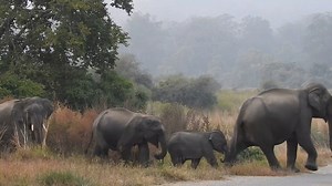Elephant herds exhibit intricate social behaviour that showcases their strong bonds and cooperative nature. These intelligent and emotional creatures form cohesive groups led by a matriarch, often the oldest and most experienced female. Within the herd, members communicate through a range of vocalizations, body language, and tactile interactions. This communal approach aids in decision-making, protection against predators, and caring for the young. The Corbett Tiger Reserve boasts a population o