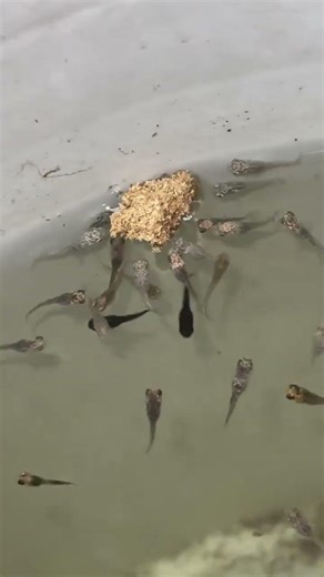 Fish Baby Feeding Tubifex Worms 🐟 #fishfeeding #babyfish #aquarium #tubifexworms #fishshorts #short