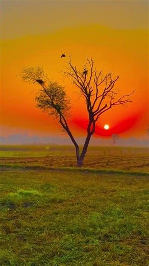 Seet Lehar (Dekh Le) Filmy Ft. Tanu Rawat | Haryanvi Song #Shorts #Hariyanvi