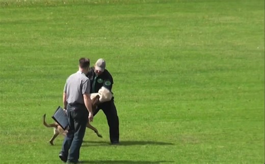 66K views · 684 reactions | Schutzhund; IPO; IGP Removing the stick...