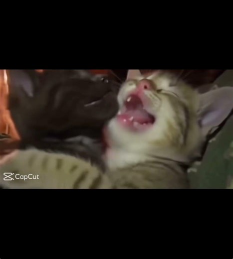 :D #forsaken #viral #cats #cute #roblox